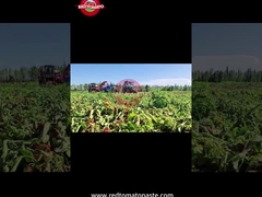 Herstellungsprozess von Tomatenpaste aus Xinjiang: Von der Ernte bis zur Konservierung